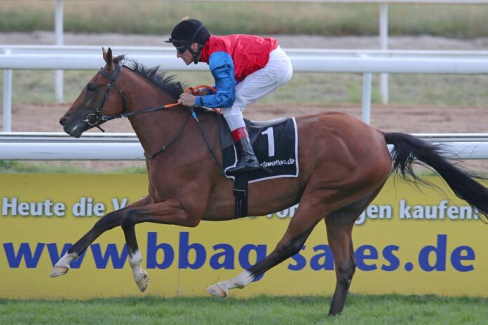 Aemilianus in den Farben des Gestüts Schlenderhan Aemilianus in den Farben des Gestüts Schlenderhan