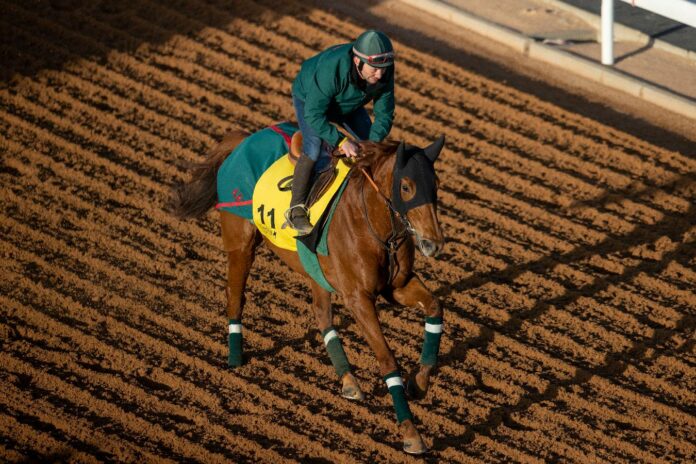 Ebaiyra (Jockey Club of Saudi Arabia) Ebaiyra (Jockey Club of Saudi Arabia)