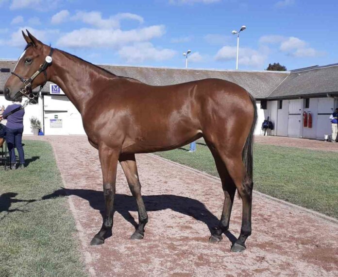 Die Gleneagles-Tochter von Liberty Racing Die Gleneagles-Tochter von Liberty Racing