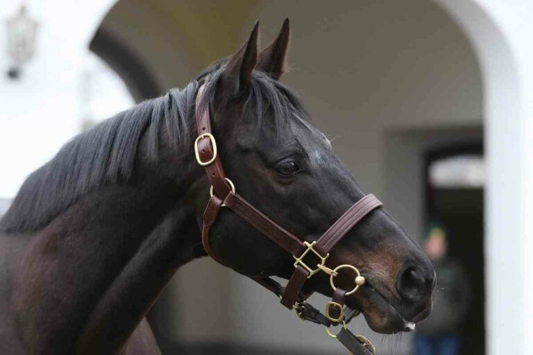 Römerhofer Guiliani-Sohn sorgt in Irland für Riesen-Gamble