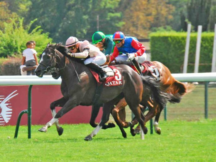 Iresine (Archiv)
