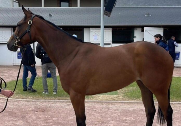 kauf_arqana
