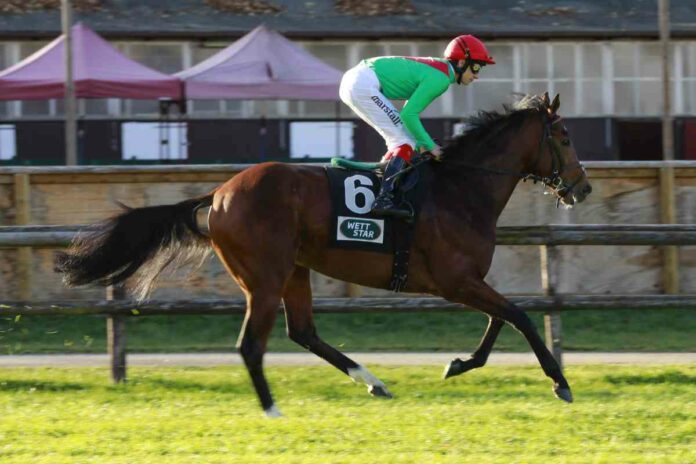 Lajoscha Foto: turfstock.com