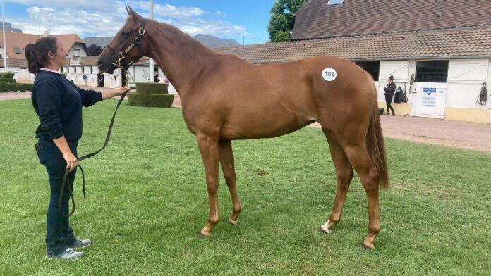 Lot Nummer 166, eine No Risk At All-Tochter Lot Nummer 166, eine No Risk At All-Tochter