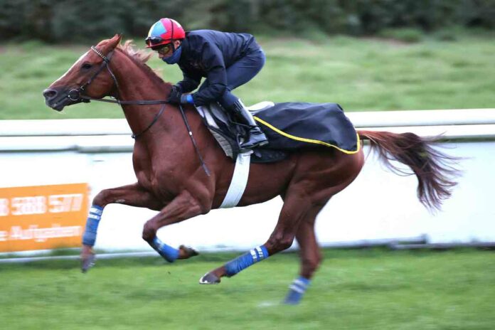 torquator_arbeit