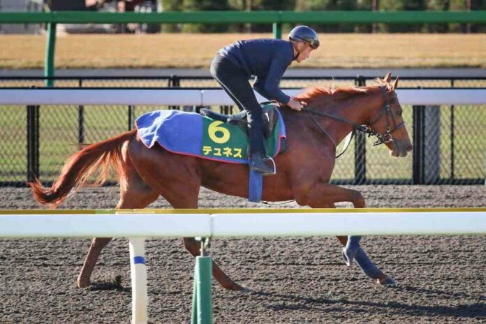 Tünnes auf dem Tokyo Racecourse Foto: Sorge Tünnes auf dem Tokyo Racecourse Foto: Sorge