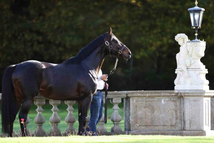 Der Röttgener Deckhengst Windstoß