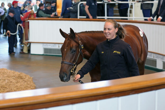 Caelestis als Jährling bei Tattersalls Foto: Tattersalls