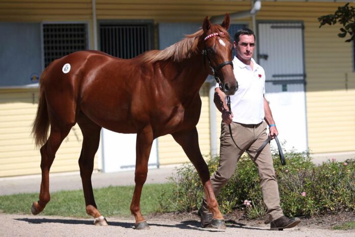 Cracksking als Jährling bei der BBAG Cracksking als Jährling bei der BBAG
