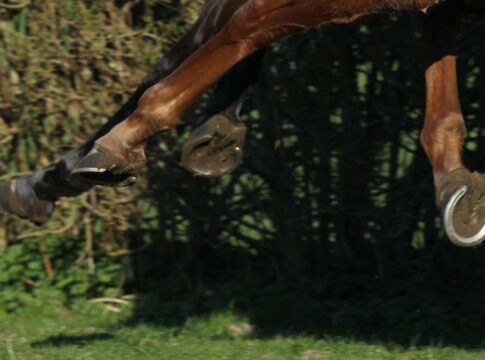 Aus Dullingham Park wird Ace Stud