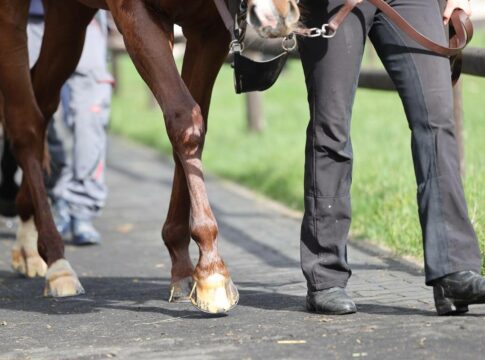impression_pferde_beine_arbeit_training