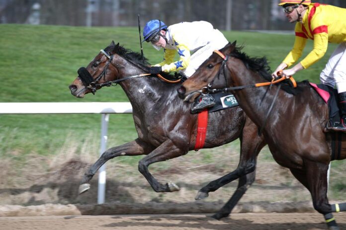 Night Star siegt gegen Latino