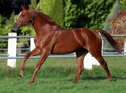 Gut vom Start gekommen - Torquator Tassos Jährlinge erzielen starke Preise Torquator Tasso