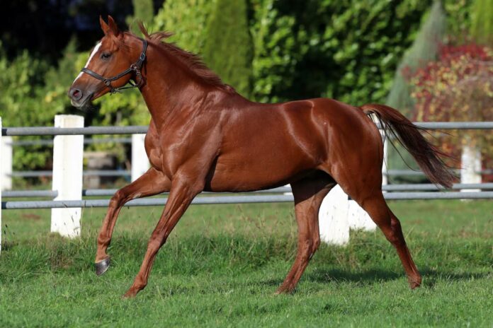 Torquator Tasso Torquator Tasso