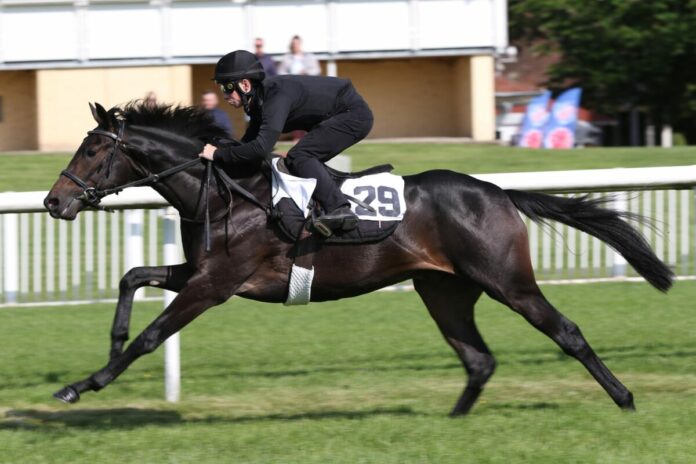 Meer bei der Breeze Up in Iffezheim Meer bei der Breeze Up in Iffezheim