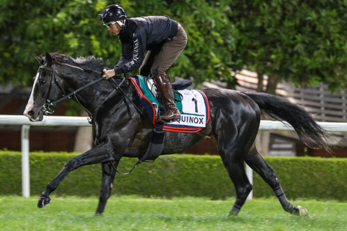 Equinox (Archiv) Foto: dubairacingclub.com Equinox (Archiv) Foto: dubairacingclub.com