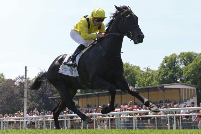Maljoom siegt unter Stephen Donohoe im 37. Mehl-Mülhens-Rennen Maljoom siegt unter Stephen Donohoe im 37. Mehl-Mülhens-Rennen