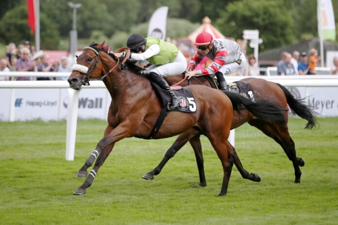 Arabino in den Farben des Stalles Steintor Arabino in den Farben des Stalles Steintor