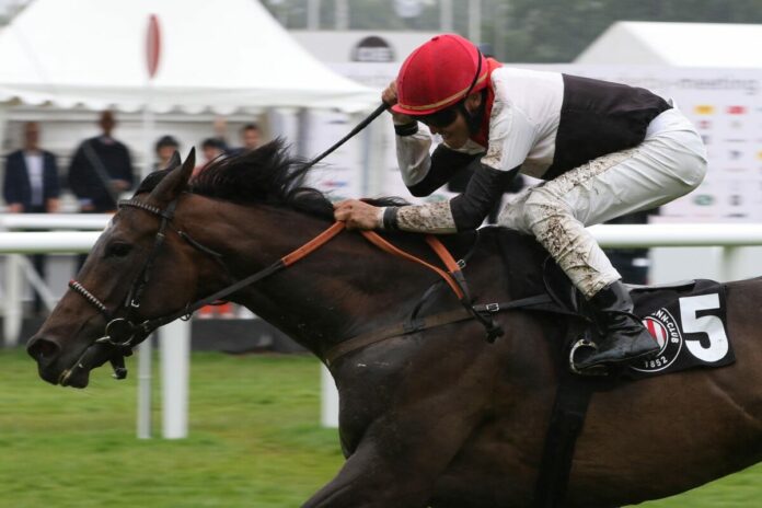 Peace of Rose siegt unter Dastan Sabatbekov