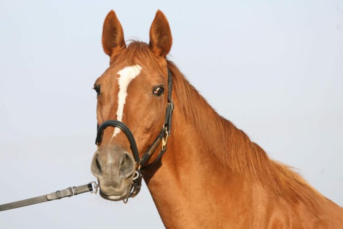 Die Mutterstute Sacarina im Jahr 2006 Die Mutterstute Sacarina im Jahr 2006