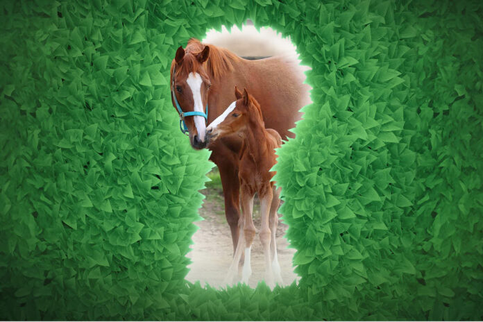 DeutscherGalopp-Tag-der-Gestuete-2023_M.Rühl