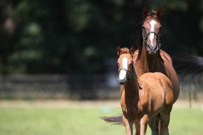 Muskoka als Fohlen mit ihrer Mutter Morning Mist auf der Weide im Gestüt Ebbesloh Muskoka als Fohlen mit ihrer Mutter Morning Mist auf der Weide im Gestüt Ebbesloh