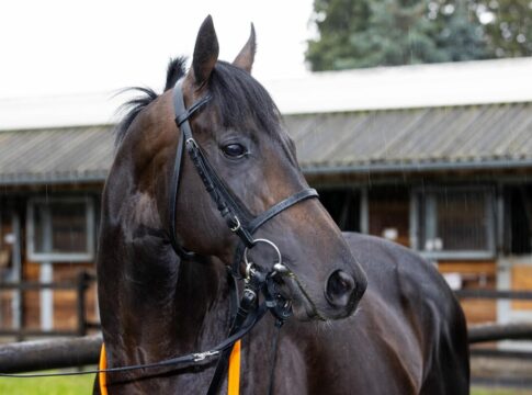 Sammarco 12. - Ardakan 8. und Nearco Frod platziert in Australien Sammarco im Stall Asterblüte von Peter Schiergen
