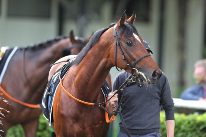 Ashrun (Archiv) Ashrun (Archiv)