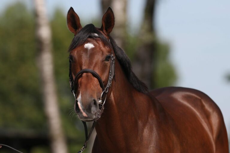 Nach Abschlussarbeit: Fantastic Moon weiter in Richtung Prix Ganay