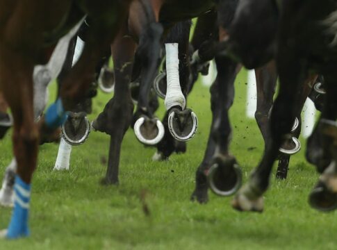 Kultpferd Alligator Blood beendet seine Karriere Kultpferd Alligator Blood beendet seine Karriere