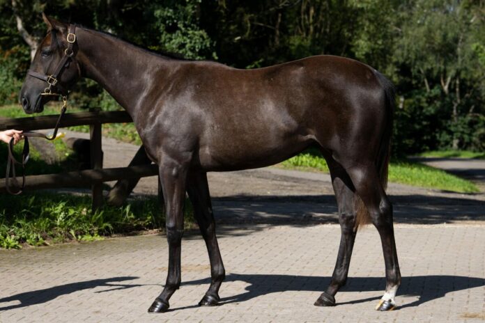 Gestüt Ohlerweiherhof: Auktionsjährling N.N. a.d. Morning Mist