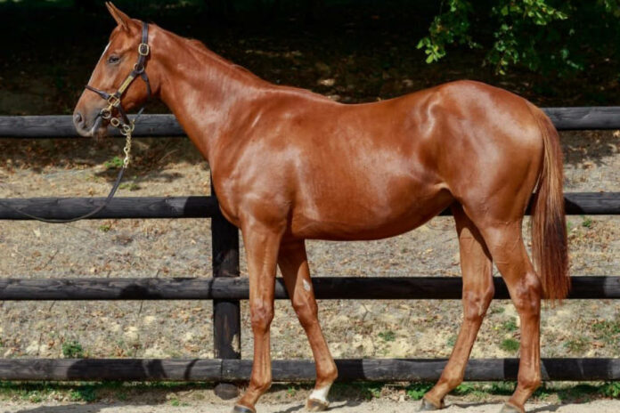 Für 16.000 Euro kauft die GTM Gmbh diese Persian King-Stute Für 16.000 Euro kauft die GTM Gmbh diese Persian King-Stute