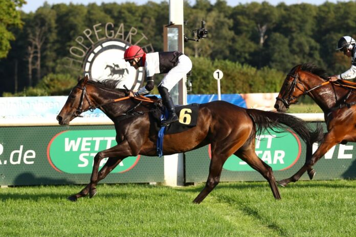 Peace of Rose, hier in den Farben des Stalles Romily