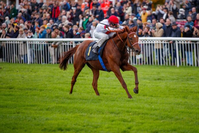 Lordano siegt unter Andrasch Starke im Silbernes Pferd Lordano siegt unter Andrasch Starke im Silbernes Pferd