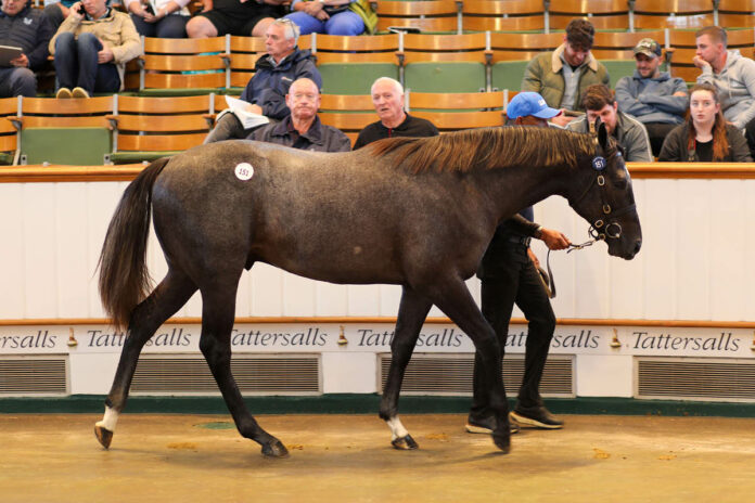 Der Ghaiyyath-Sohn aus der Tickled Pink bringt 1.050.000 Guineas Foto: Tattersalls Der Ghaiyyath-Sohn aus der Tickled Pink bringt 1.050.000 Guineas Foto: Tattersalls