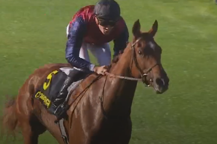 Nach zehn Monaten Pause - Tasmania am Samstag in Haydock Tasmania (Equidia Screenshot)