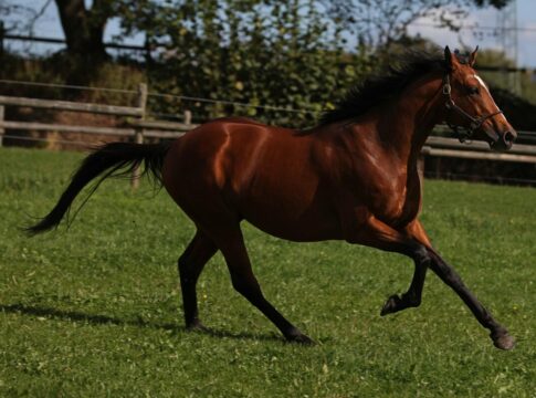 Japan off the mark: Erster Sieger als Stallion in England Deckhengst Japan im Gestüt Etzean