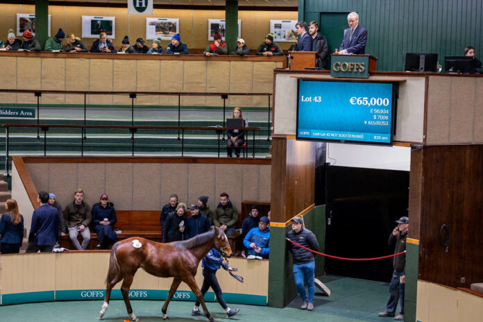 Der Lucky Vega-Sohn aus der Song of Time Foto: Goffs Der Lucky Vega-Sohn aus der Song of Time Foto: Goffs