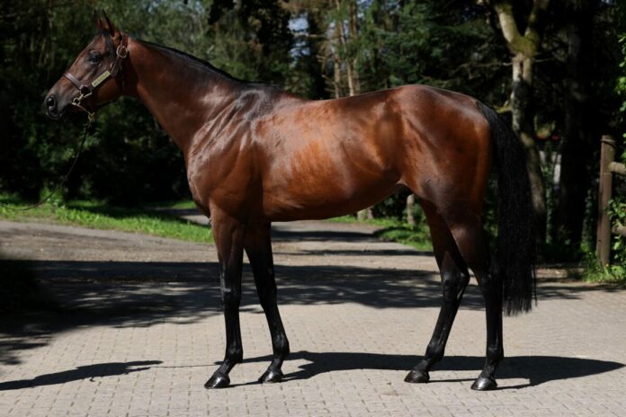 Gestüt Ohlerweiherhof: Deckhengst Rubaiyat