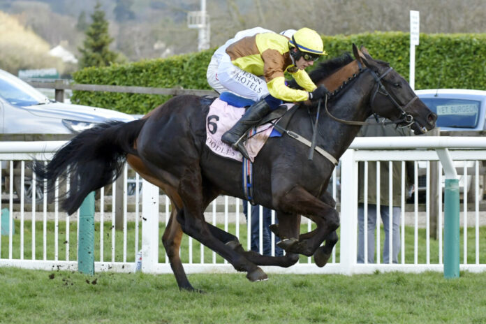 Galopin des Champs (Archiv) Foto: Sorge Galopin des Champs (Archiv) Foto: Sorge