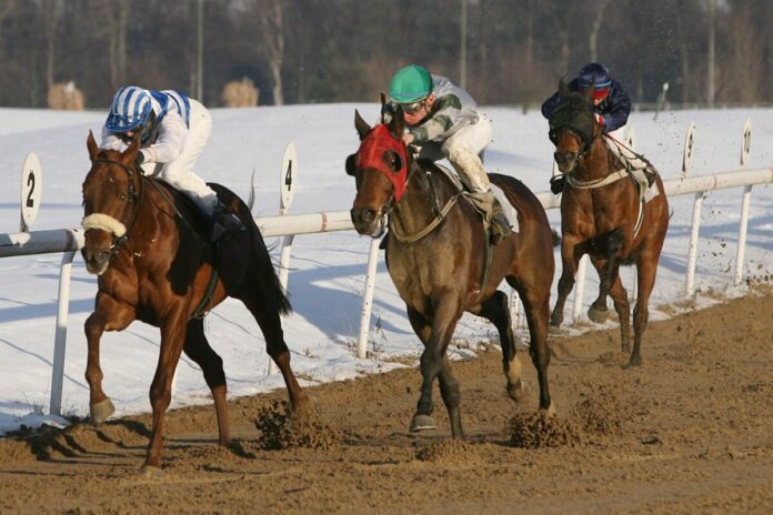 Totes Rennen zwischen Aleo unter Henk Grewe und Zen unter Am. Frau K. Schmitt