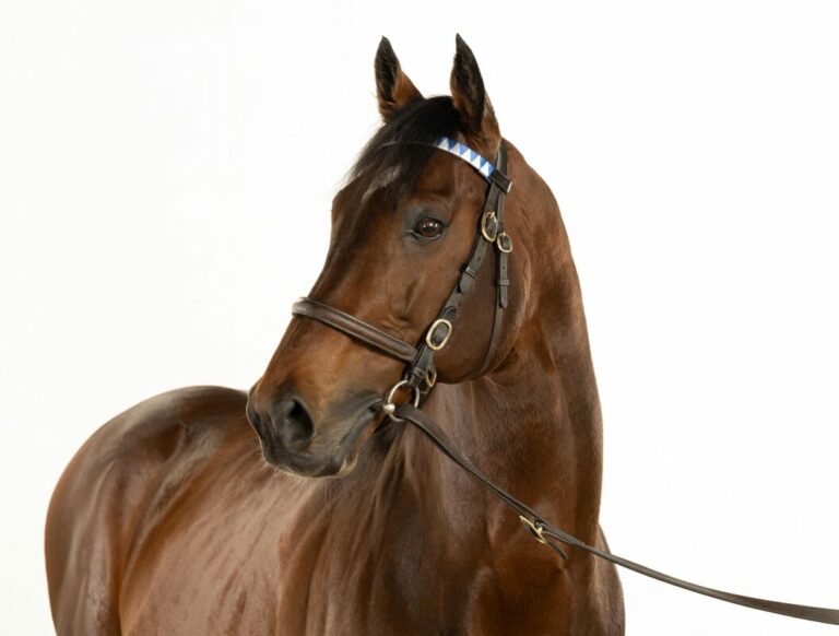 Cracksman-Zuchtrecht sorgt für Höchstgebot