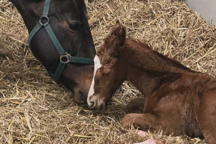 Soleila mit ihrem Torquator Tasso-Fohlen Foto: Franzsika Jacobs