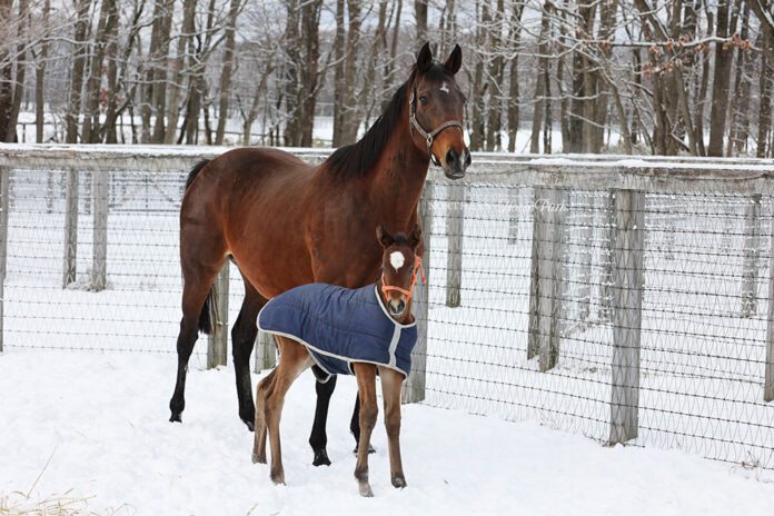 Almond Eye und ihr drittes Fohlen (Foto: Twitter)