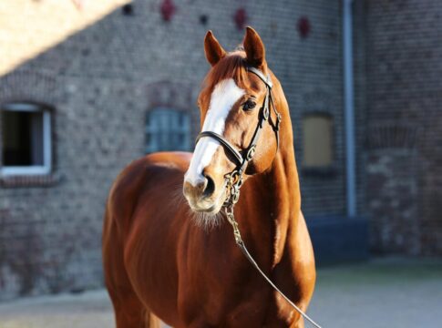 18. Januar: Hengstschau mit Freisprung-Verlosung jetzt in Schlenderhan Alter Adler