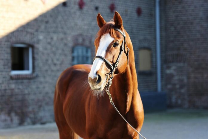 Alter Adler Alter Adler