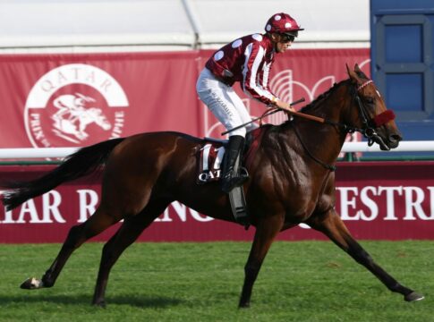 Derby-Zweiter Mr Hollywood jetzt bei Henri-Alex Pantall Mr Hollywood