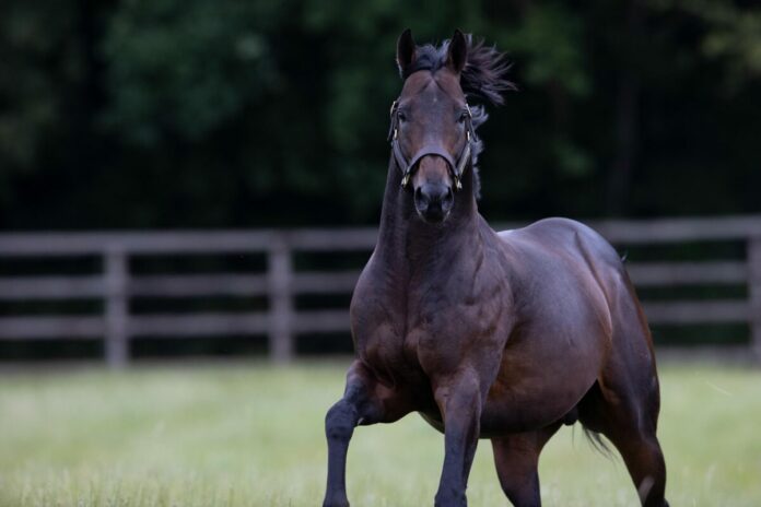Too Darn Hot im Dalham Hall Stud
