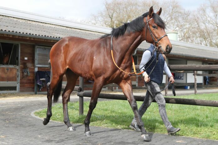 Winning Soldier im Stall Asterblüte von Champion Peter Schiergen Winning Soldier im Stall Asterblüte von Champion Peter Schiergen