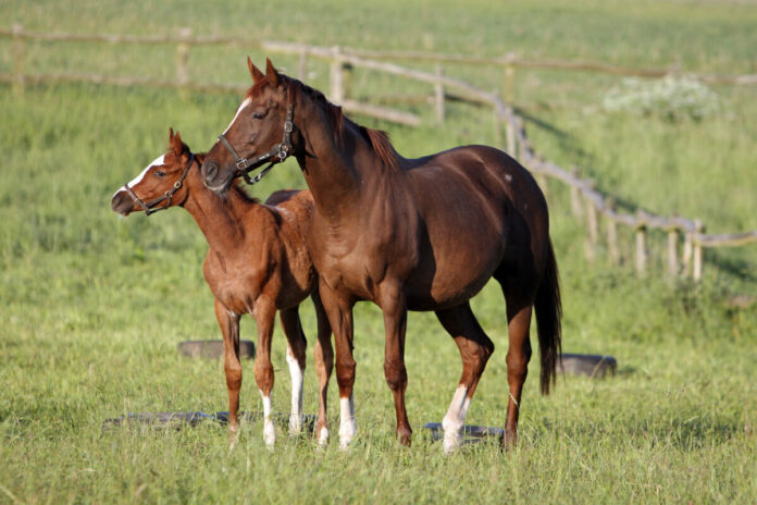 Gestuet Goerlsdorf, Wonderful World mit Fohlen Wunder im Portrait